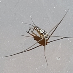 Gerridae (family) (Unidentified water strider) at Stromlo, ACT - 13 Jan 2022 by trevorpreston