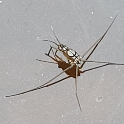 Gerridae (family) (Unidentified water strider) at Stromlo, ACT - 13 Jan 2022 by trevorpreston