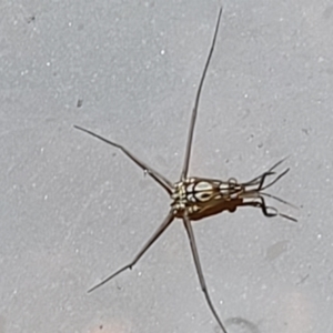 Gerridae (family) at Stromlo, ACT - 13 Jan 2022 09:52 AM