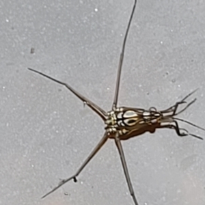 Gerridae (family) at Stromlo, ACT - 13 Jan 2022