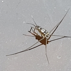 Gerridae (family) at Stromlo, ACT - 13 Jan 2022