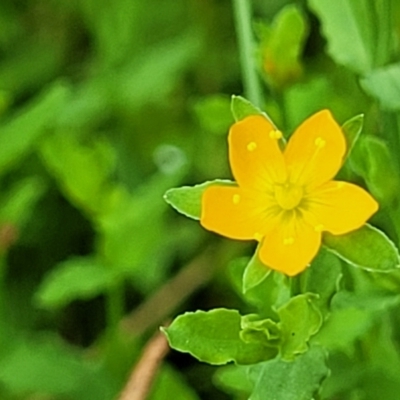 Hypericum japonicum (Creeping St John's Wort) at Stromlo, ACT - 12 Jan 2022 by tpreston