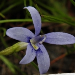 Isotoma fluviatilis subsp. australis (Swamp Isotome) at Mulligans Flat - 11 Jan 2022 by JohnBundock