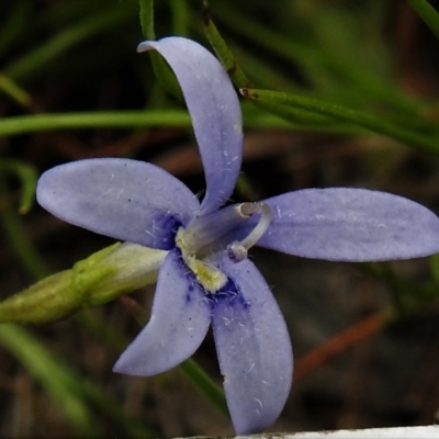 Isotoma fluviatilis subsp. australis (Swamp Isotome) at Bonner, ACT - 11 Jan 2022 by JohnBundock