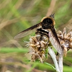 Bombyliidae (family) (Unidentified Bee fly) at Stromlo, ACT - 12 Jan 2022 by tpreston