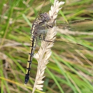 Orthetrum caledonicum at Stromlo, ACT - 13 Jan 2022