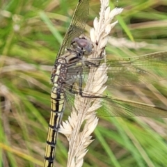 Orthetrum caledonicum at Stromlo, ACT - 13 Jan 2022