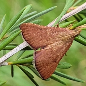 Endotricha ignealis at Stromlo, ACT - 13 Jan 2022