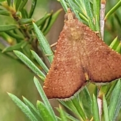 Endotricha ignealis at Stromlo, ACT - 13 Jan 2022 10:13 AM