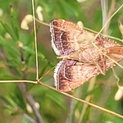 Endotricha ignealis at Stromlo, ACT - 13 Jan 2022 10:13 AM