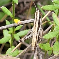 Macrotona australis (Common Macrotona Grasshopper) at Stromlo, ACT - 13 Jan 2022 by trevorpreston