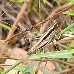 Macrotona australis at Stromlo, ACT - 13 Jan 2022