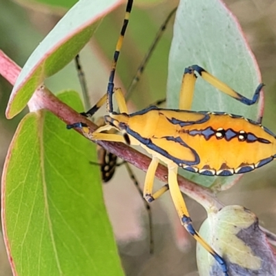 Amorbus sp. (genus) (Eucalyptus Tip bug) at Stromlo, ACT - 12 Jan 2022 by tpreston