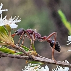 Myrmecia simillima (A Bull Ant) at Stromlo, ACT - 13 Jan 2022 by trevorpreston