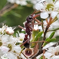 Myrmecia simillima at Stromlo, ACT - 13 Jan 2022