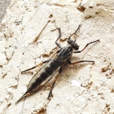 Cerdistus sp. (genus) (Slender Robber Fly) at Wanniassa, ACT - 12 Jan 2022 by JohnBundock