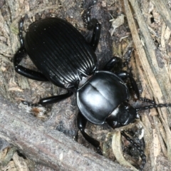 Cardiothorax monarensis (Darkling beetle) at Mulloon, NSW - 10 Jan 2022 by jb2602