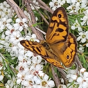 Heteronympha merope at Stromlo, ACT - 13 Jan 2022 10:06 AM