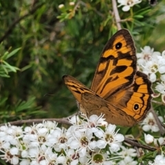 Heteronympha merope at Stromlo, ACT - 13 Jan 2022 10:06 AM