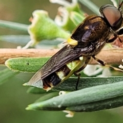 Odontomyia hunteri (Soldier fly) at Stromlo, ACT - 13 Jan 2022 by trevorpreston