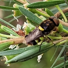 Odontomyia hunteri at Stromlo, ACT - 13 Jan 2022 10:04 AM