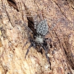 Unidentified Spider (Araneae) at Denman Prospect, ACT - 12 Jan 2022 by trevorpreston