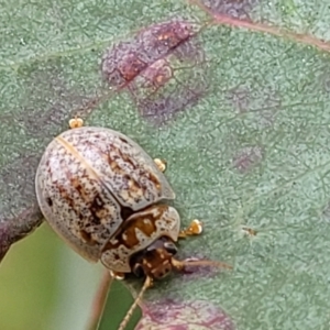 Paropsisterna m-fuscum at Stromlo, ACT - 13 Jan 2022 09:56 AM