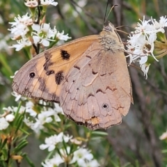 Heteronympha merope at Stromlo, ACT - 13 Jan 2022