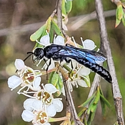 Rhagigaster ephippiger (Smooth flower wasp) at Stromlo, ACT - 12 Jan 2022 by tpreston