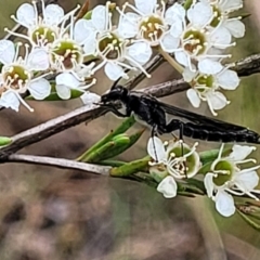 Rhagigaster ephippiger at Stromlo, ACT - 13 Jan 2022 09:54 AM