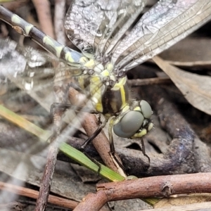 Parasynthemis regina at Stromlo, ACT - 13 Jan 2022