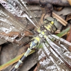 Parasynthemis regina at Stromlo, ACT - 13 Jan 2022