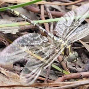 Parasynthemis regina at Stromlo, ACT - 13 Jan 2022