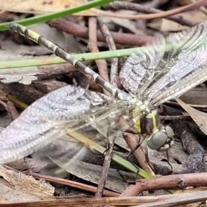 Parasynthemis regina at Stromlo, ACT - 13 Jan 2022