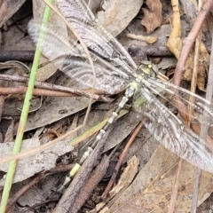 Parasynthemis regina at Stromlo, ACT - 13 Jan 2022