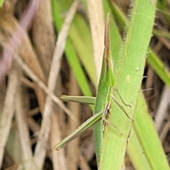 Acrida conica (Giant green slantface) at Stromlo, ACT - 12 Jan 2022 by tpreston