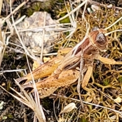 Brachyexarna lobipennis (Stripewinged meadow grasshopper) at Stromlo, ACT - 12 Jan 2022 by tpreston