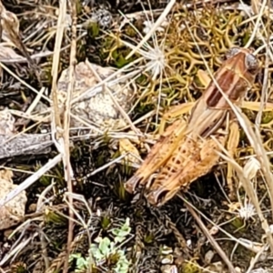 Brachyexarna lobipennis at Stromlo, ACT - 13 Jan 2022