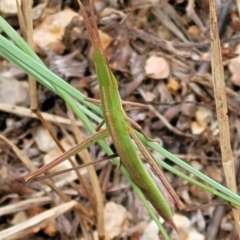 Acrida conica (Giant green slantface) at Stromlo, ACT - 12 Jan 2022 by tpreston