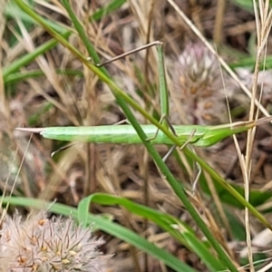 Acrida conica at Stromlo, ACT - 13 Jan 2022