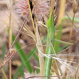 Acrida conica at Stromlo, ACT - 13 Jan 2022