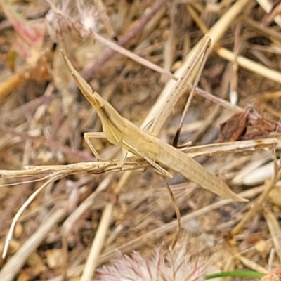 Acrida conica (Giant green slantface) at Stromlo, ACT - 13 Jan 2022 by trevorpreston