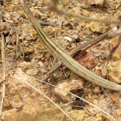 Acrida conica (Giant green slantface) at Stromlo, ACT - 13 Jan 2022 by trevorpreston