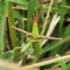 Acrida conica (Giant green slantface) at Stromlo, ACT - 13 Jan 2022 by trevorpreston