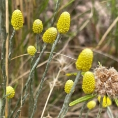 Calocephalus citreus at Griffith, ACT - 13 Jan 2022