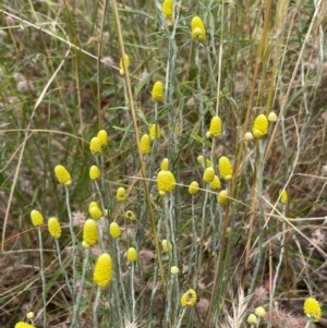 Calocephalus citreus at Griffith, ACT - 13 Jan 2022