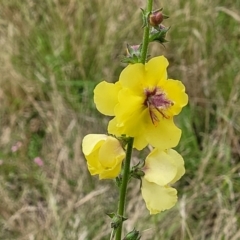 Verbascum virgatum at Stromlo, ACT - 13 Jan 2022 09:23 AM