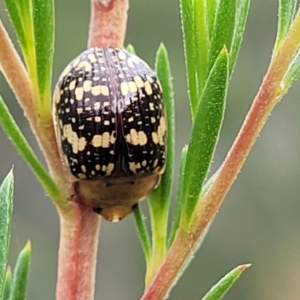 Paropsis pictipennis at Stromlo, ACT - 13 Jan 2022