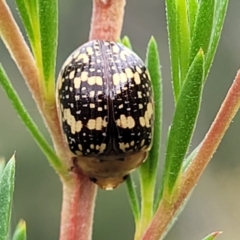 Paropsis pictipennis at Stromlo, ACT - 13 Jan 2022