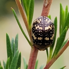 Paropsis pictipennis at Stromlo, ACT - 13 Jan 2022 09:21 AM